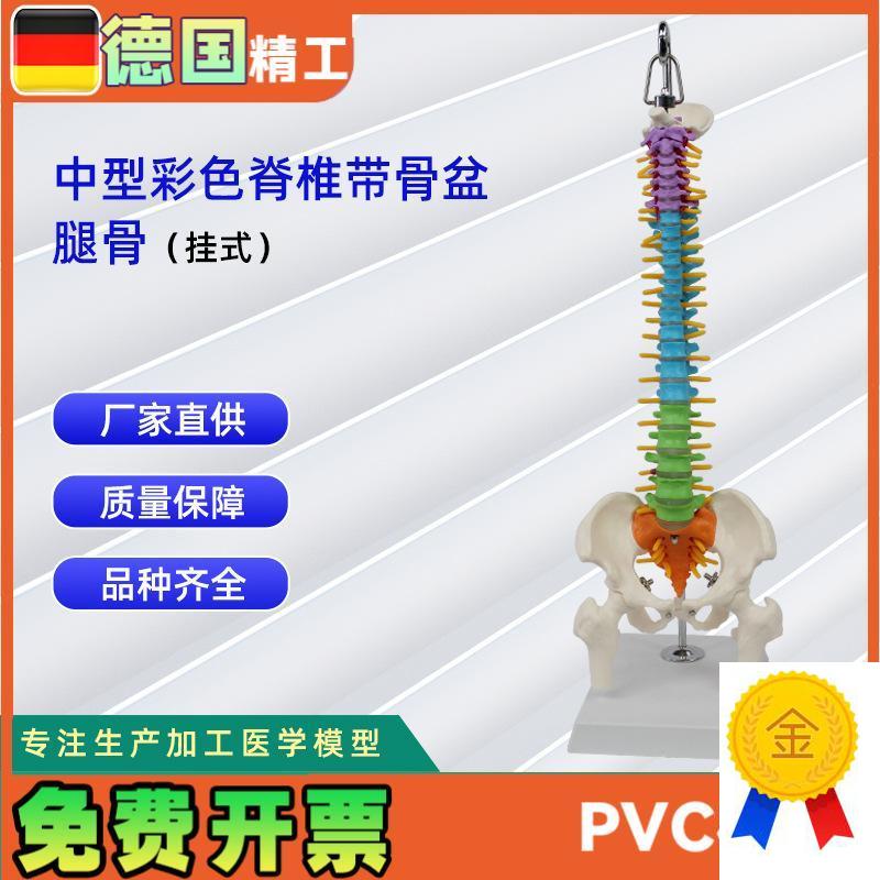 中型彩色脊椎带m骨盆腿骨(挂式)模型人体脊柱模型