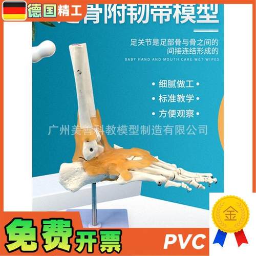 人体医学11人体踝关节模型足关节脚关节手足外Z科教学模型