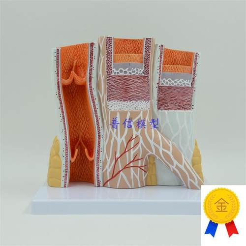 动静脉模型血管m模型动脉静脉模型教医用血管解剖模型