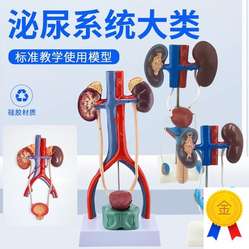 男性女性泌尿生殖系m统模型肾脏解剖模具膀胱输尿管结构造立体教