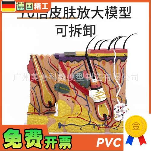 立体皮肤组织结构放大模型层次人体构造分层O解剖模具美容整形毛