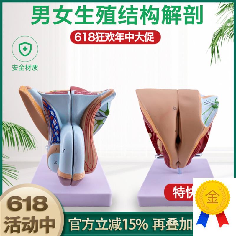 人体器官结构解剖模型可拆装男女A性生殖矢装剖面医学教学演示教