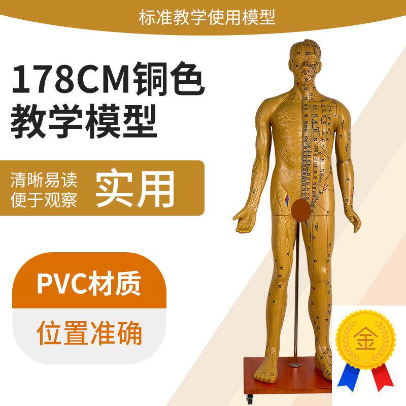 178CM人体针灸穴位男性模型中医经络穴位模型针灸Y医用十二铜人
