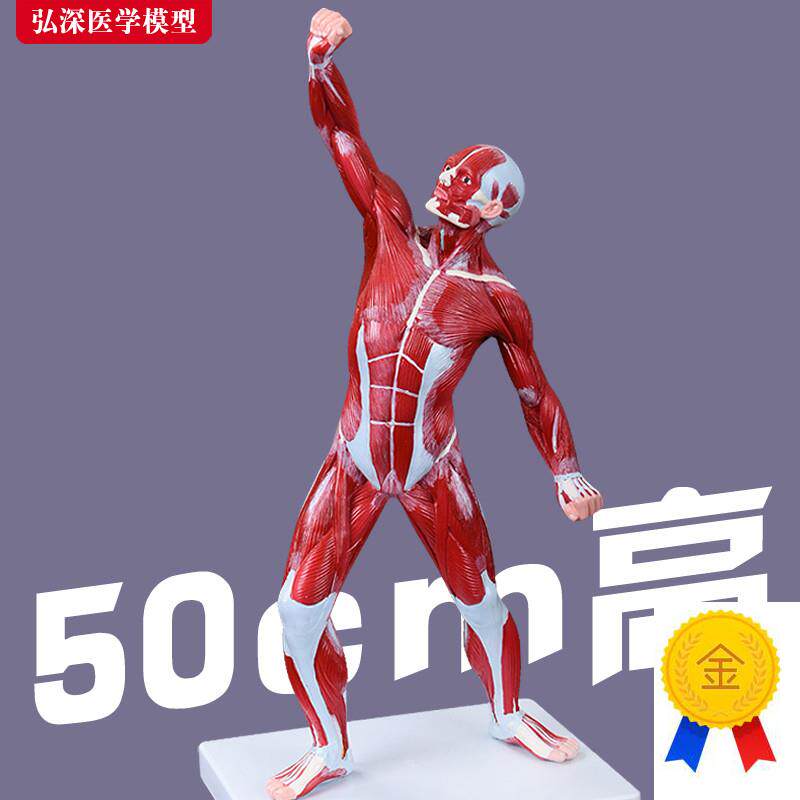 人体全身b肌肉模型50cm运动状态浅层解剖结构医学教学模具仿真道