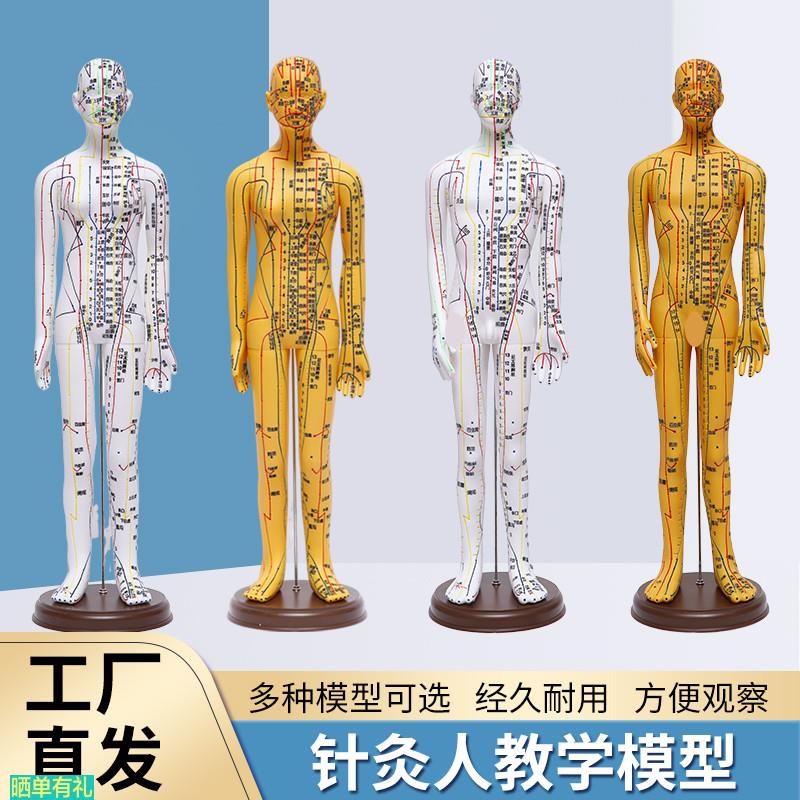 52 62CM超清人体针灸穴位模型十二经络通铜色中医教具刻字版男女