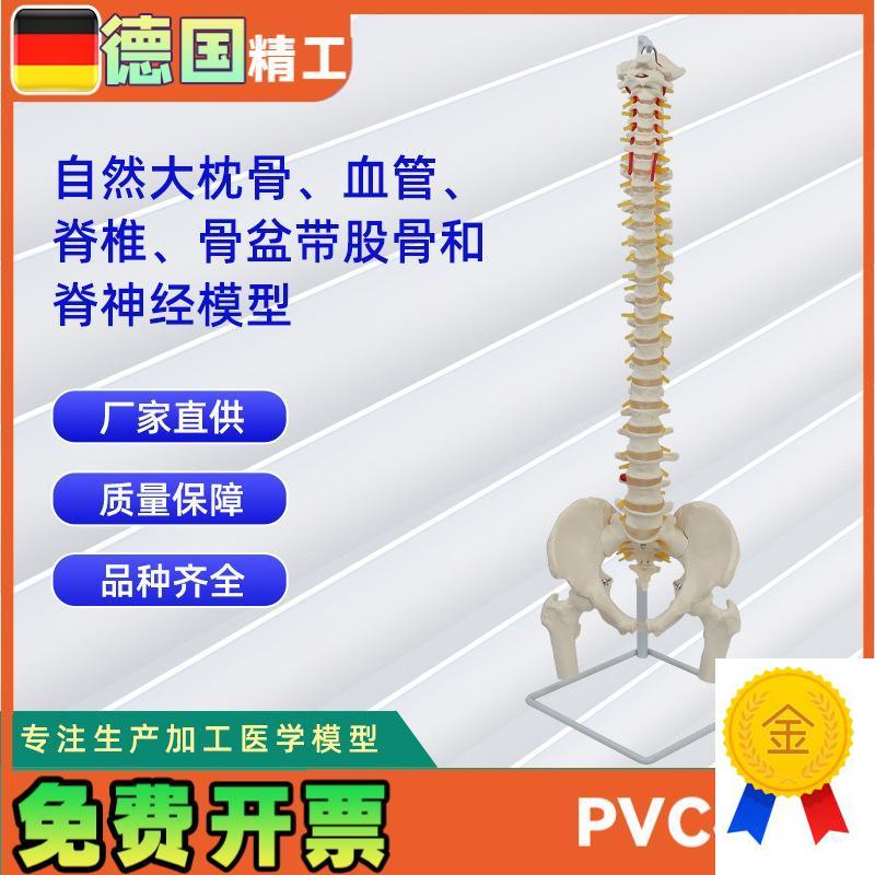 自然大枕骨血管脊椎骨r盆带股骨和脊神经模型人体骨骼模型
