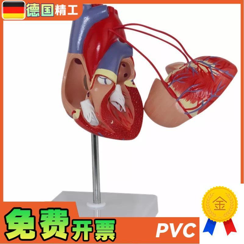 德国】KX-A4j00a普信心脏搭桥心解剖心血管人体心脏心内科模型