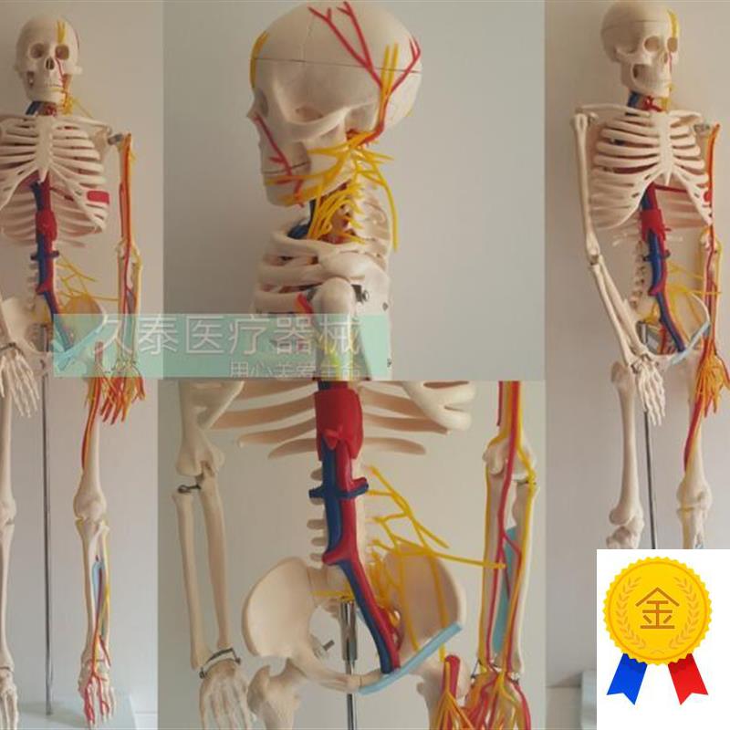 人体骨骼a模型85CM椎间盘骨架模型骨骼标本骨架附血管神经模具