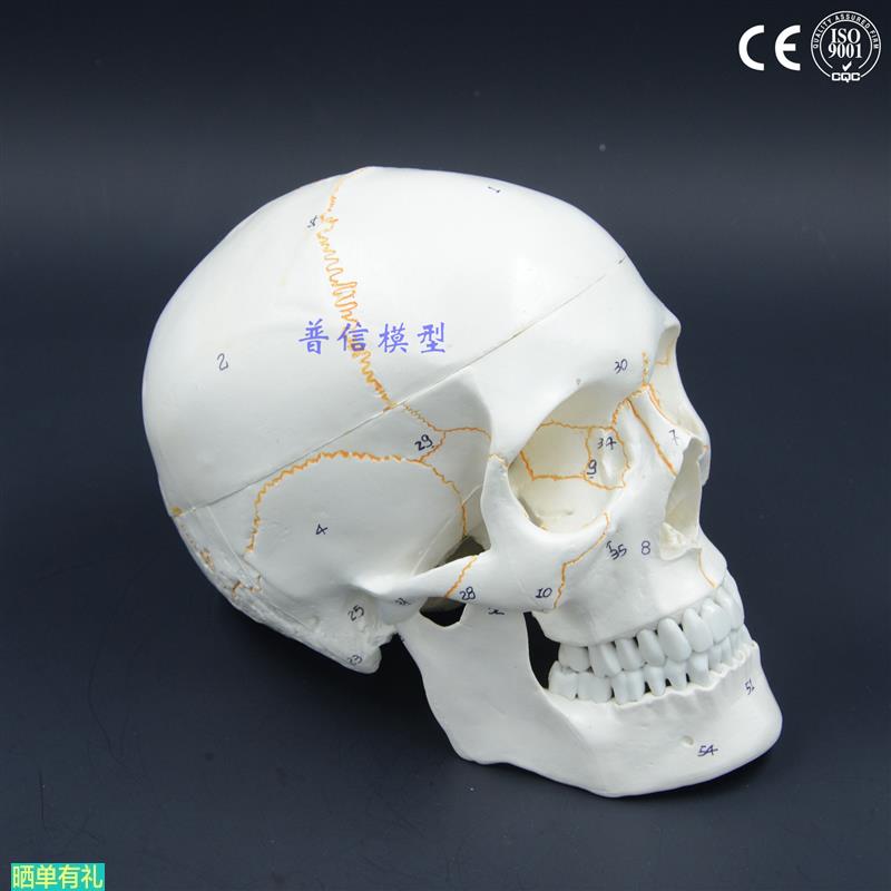 普信 1比1真人大小头骨模型 成人颅骨 头颅模型 解剖 画室写生