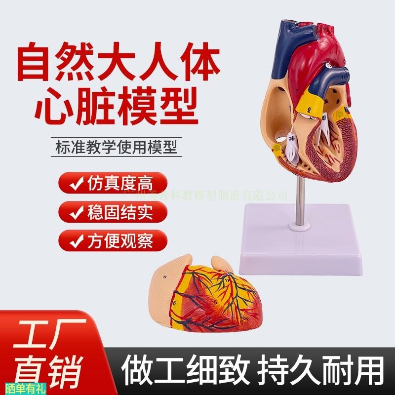 1:1人体心脏模型B超彩超声医学心内科心脏解剖教学模型自然大心脏