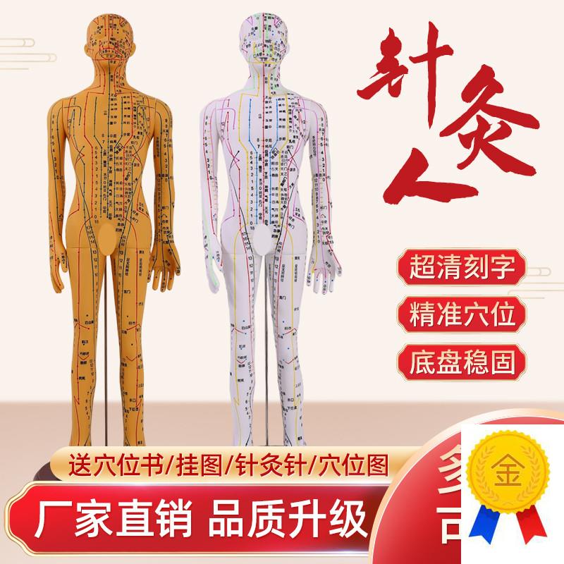 针灸穴位人体模型中医教学高x清刻字推拿小皮人软胶款可扎针练习