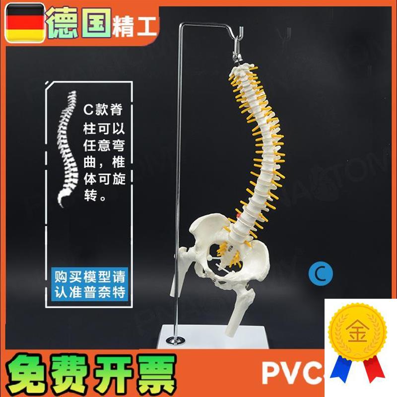 45cm人c体脊椎带骨盆股骨骨骼可弯曲挂式脊柱模型教学推拿正骨