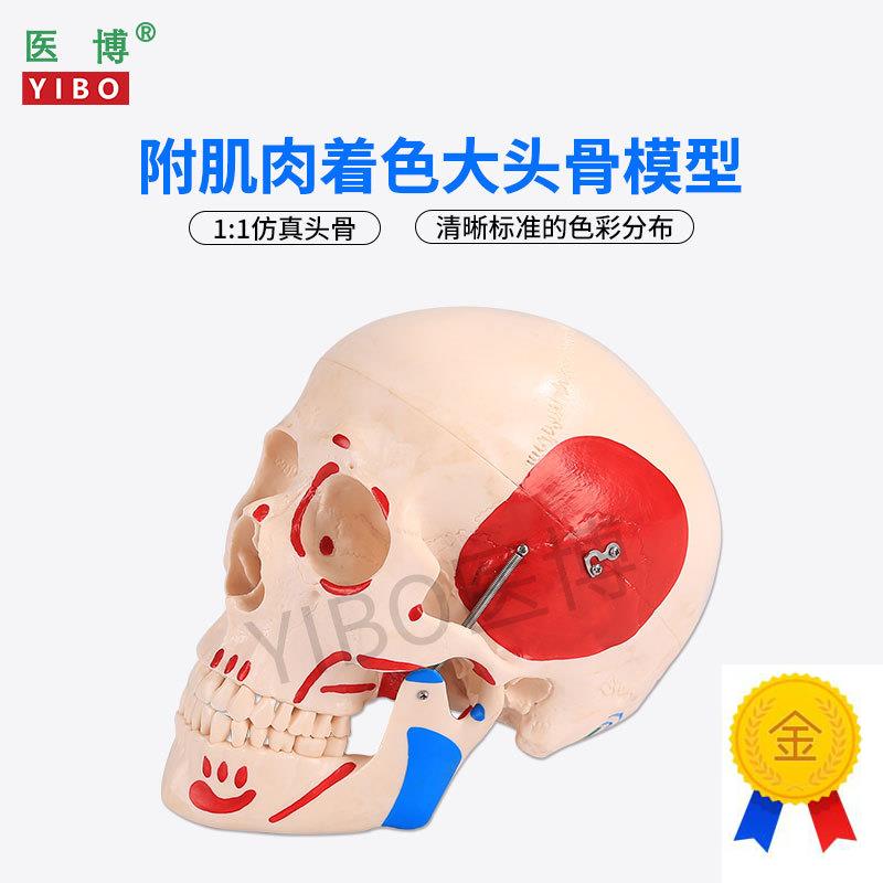 医博仿真人头骨h模型自然大1:1头骨颅骨模型医学人头骨可拆卸骷髅