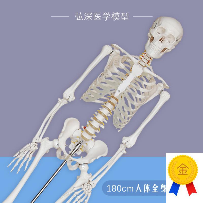 人体全身骨骼模型180大骨架骷髅带神经椎间N盘可拆卸骨科医学教学