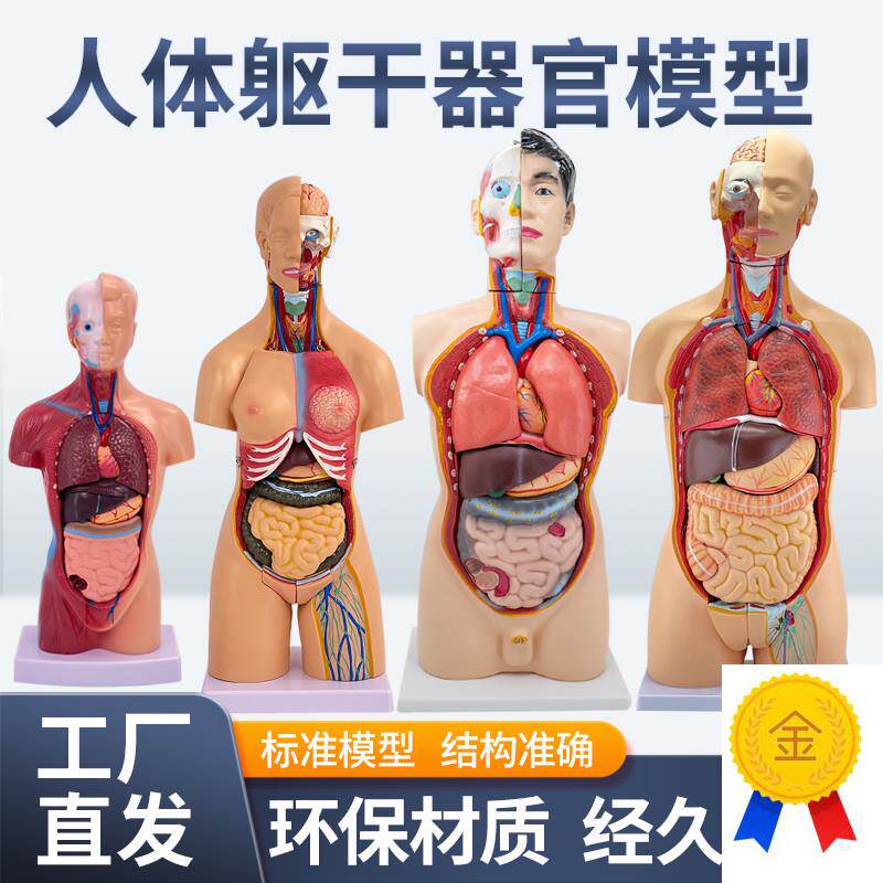 45CM医学内脏人体器官结构躯干解剖模K型心脏构造儿童可拆装教学