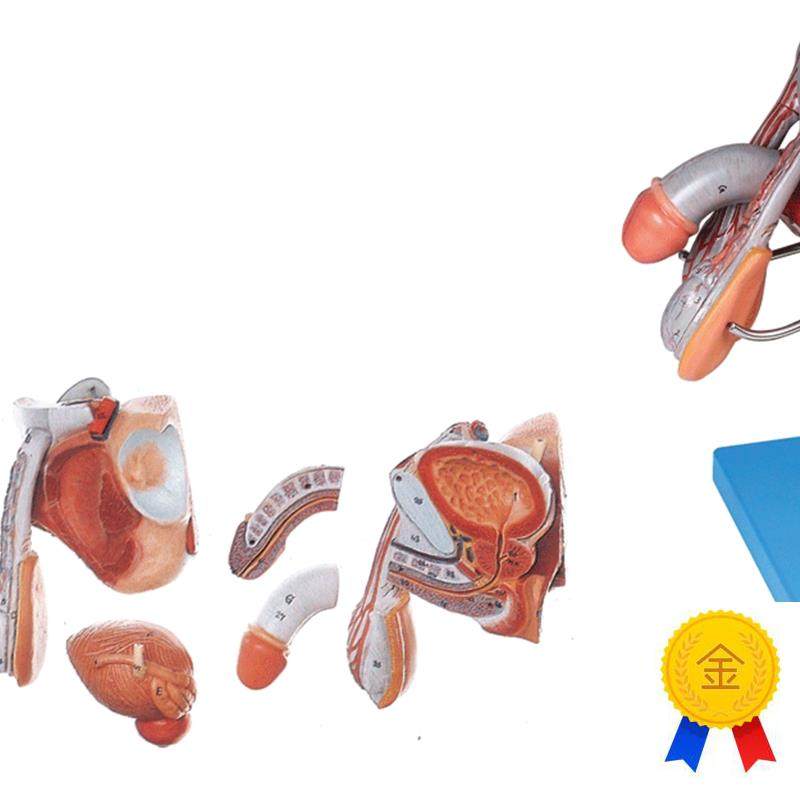 男性生殖器官i结构模型/解剖模型A15102