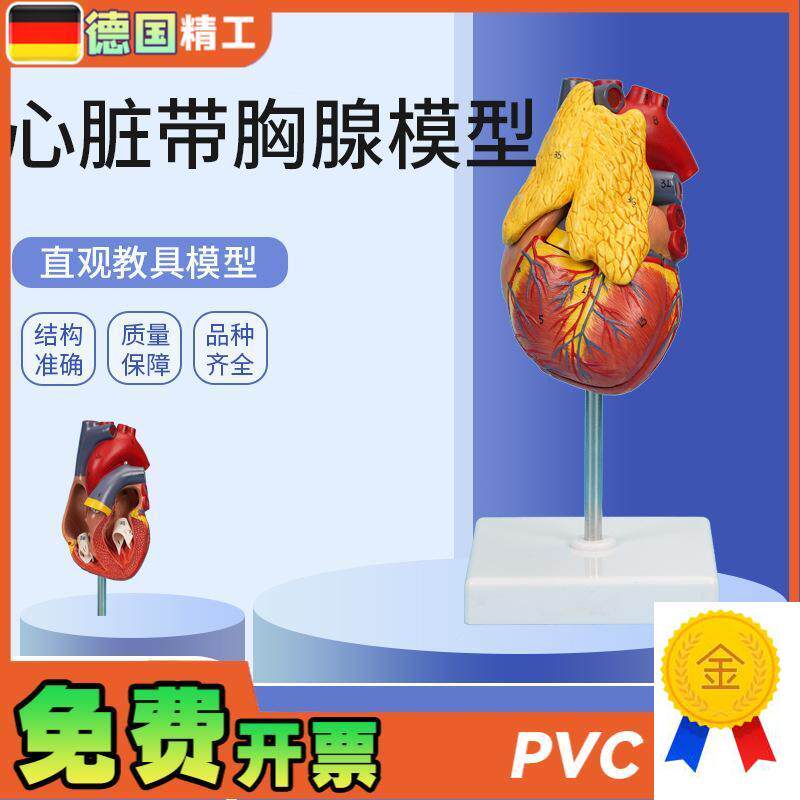 德国】PNT-0401心脏带胸腺模型3部件可拆O卸教学模型仿真心脏带胸