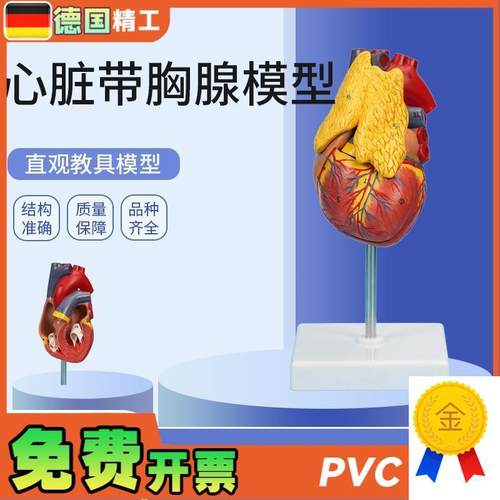 德国】PNT-0401心脏带胸腺模型3部件可拆O卸教学模型仿真心脏带胸