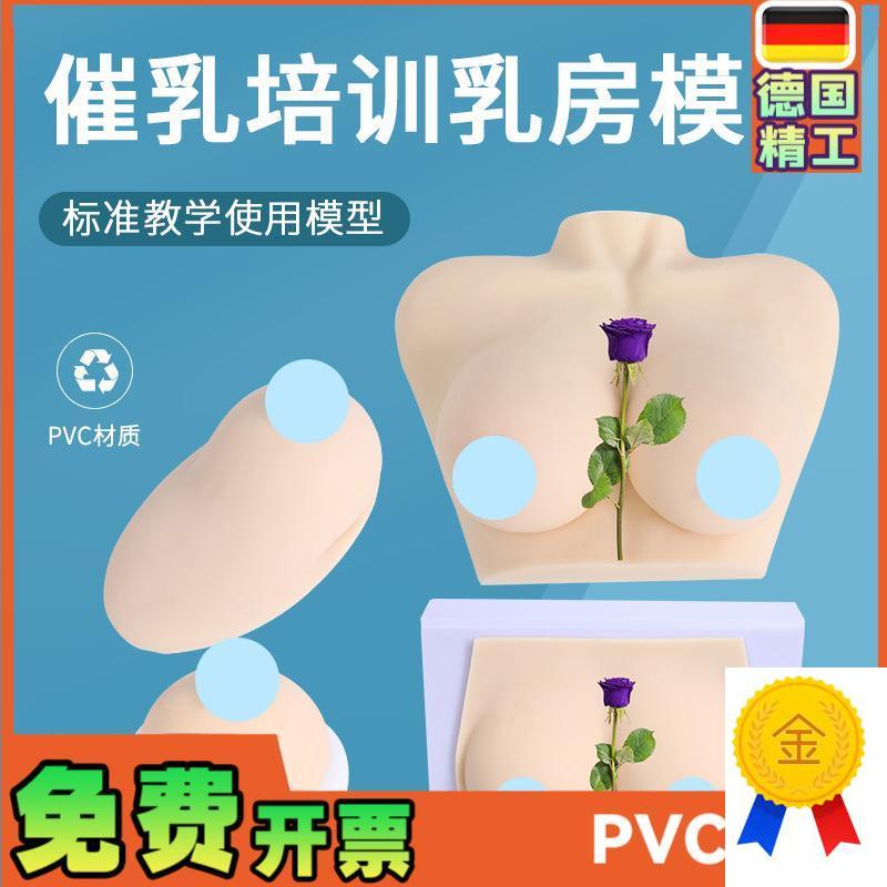 女性乳房模型催乳师培训道具哺乳教学模型硅胶假Y乳房医学教具