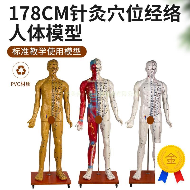 170178CM针灸穴位人体经络模型G人中医按摩全身铜人皮人络通图
