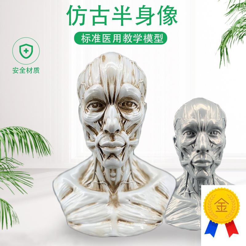 艺用人体肌肉头雕素体q静物绘画参考头骨模型美术半身像摆件造景