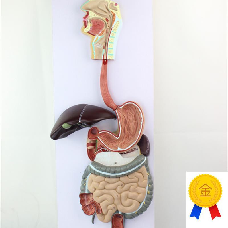 胃肠模型人体消h化系统模型结构食道胃肠道肝胆囊盲肠教学模型医