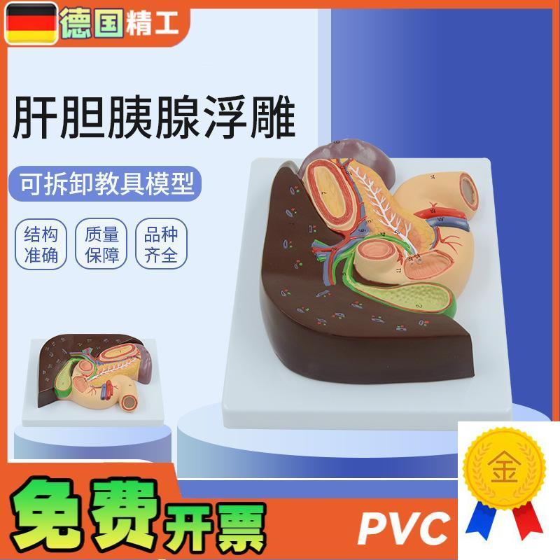 德国】人体胰腺肝脏十二指肠胆结石脾脏肝Q胆解剖模型教学内科