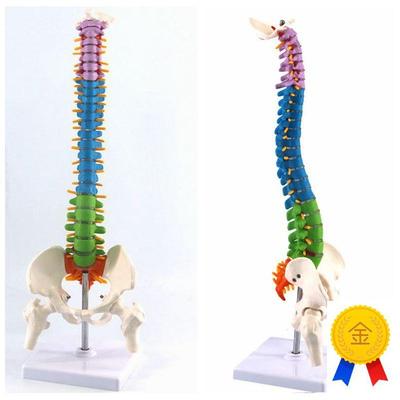 康泰医学45CM脊柱模型带骨盆腿骨彩色H生理弯曲瑜伽教育健身馆培