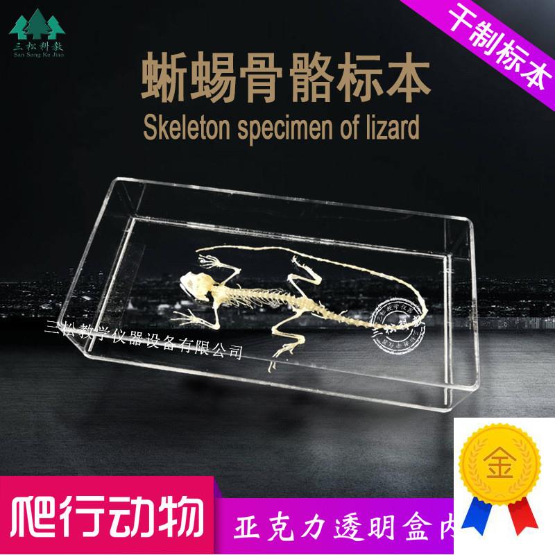 蜥蜴骨骼标本生物解剖标本爬行动B物教学科研展览中小学幼教配套