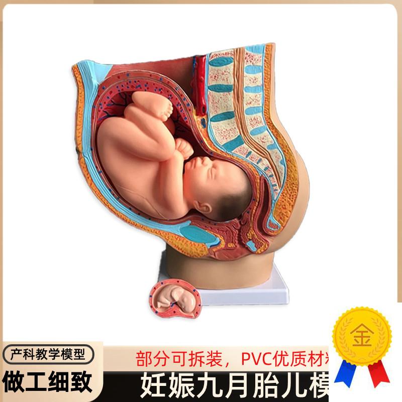 胎儿模型b女性九月子宫生殖教育科普解剖妇产科模具盆腔发育怀孕