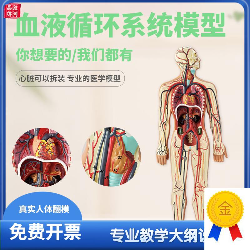 人体血液循环系统模型p心脏内脏血管器官解剖模型医院学校用教学
