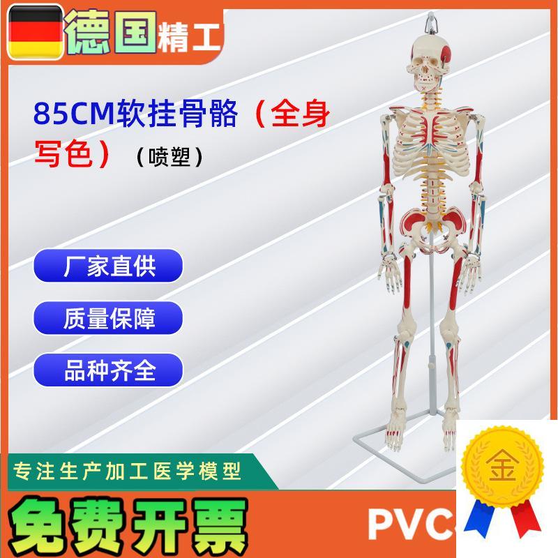 85CM软挂全身写色骨骼t模型(喷塑)教学用具仿真人体骨骼模型
