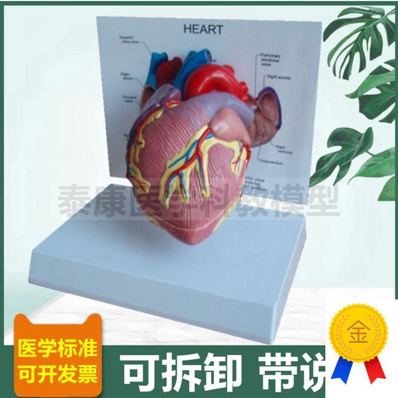 人体心脏b解剖模型心血管B超彩超教学冠状动脉心室心房瓣膜临床医