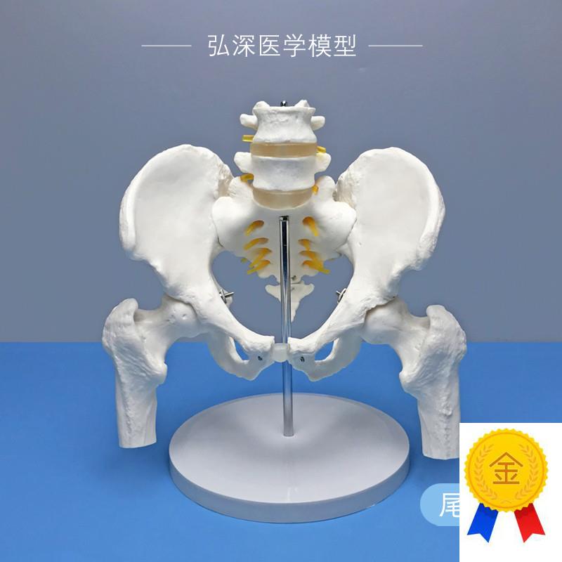 人体骨盆带二节腰椎模型尾骨骼可活动股骨盆骨科关节神.经医学教