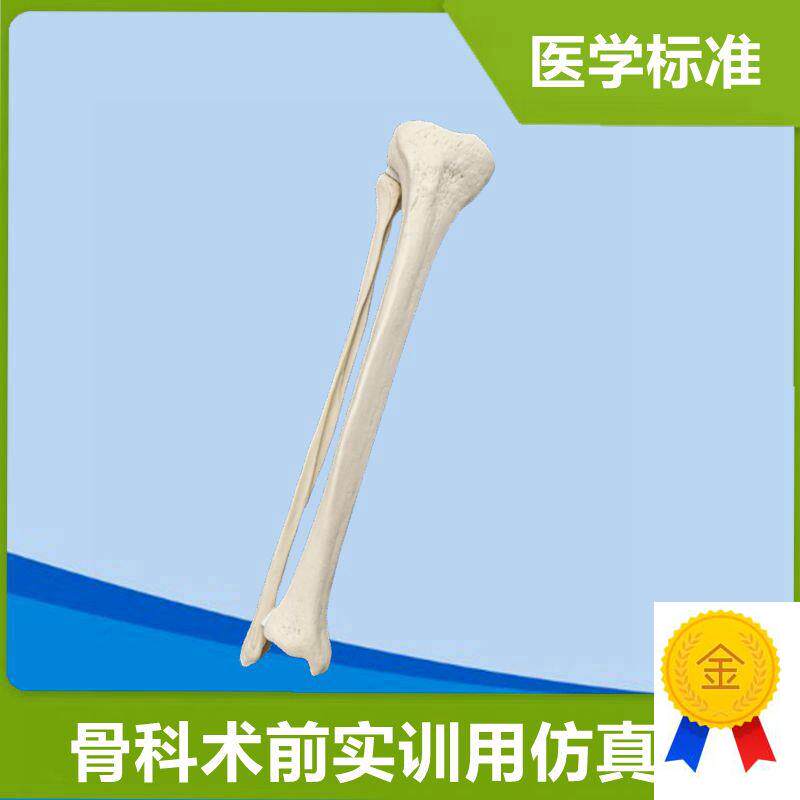 小腿骨模型医用仿真骨术前v练习固定骨髓腔松质骨下肢1比1假骨头