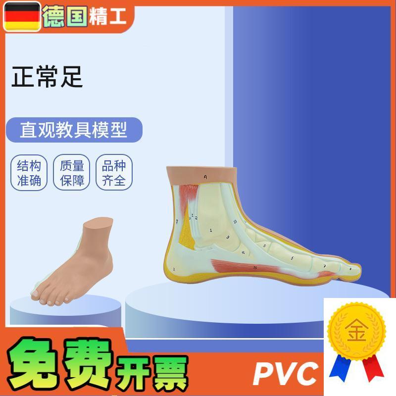 德国】PNT-0729正常足教学模型G正常足部模型仿真脚模型韧带展