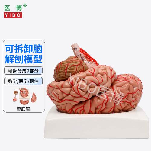 医博人体大脑模型脑结构模型医用带数字标识脑动脉K脑血管模型人