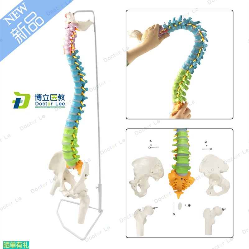 正骨彩色椎体人体脊柱模型人体骨骼模型大脊椎成人1:1带胸椎骨盆