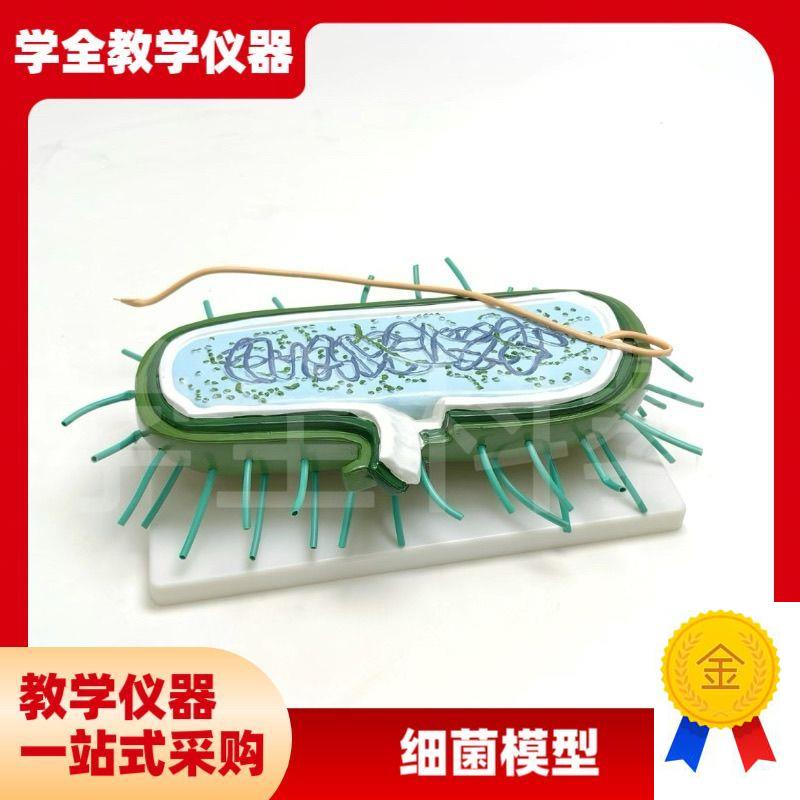 细菌模型a高倍放大细胞病毒细菌标本染色体鞭毛生物教学展示模型