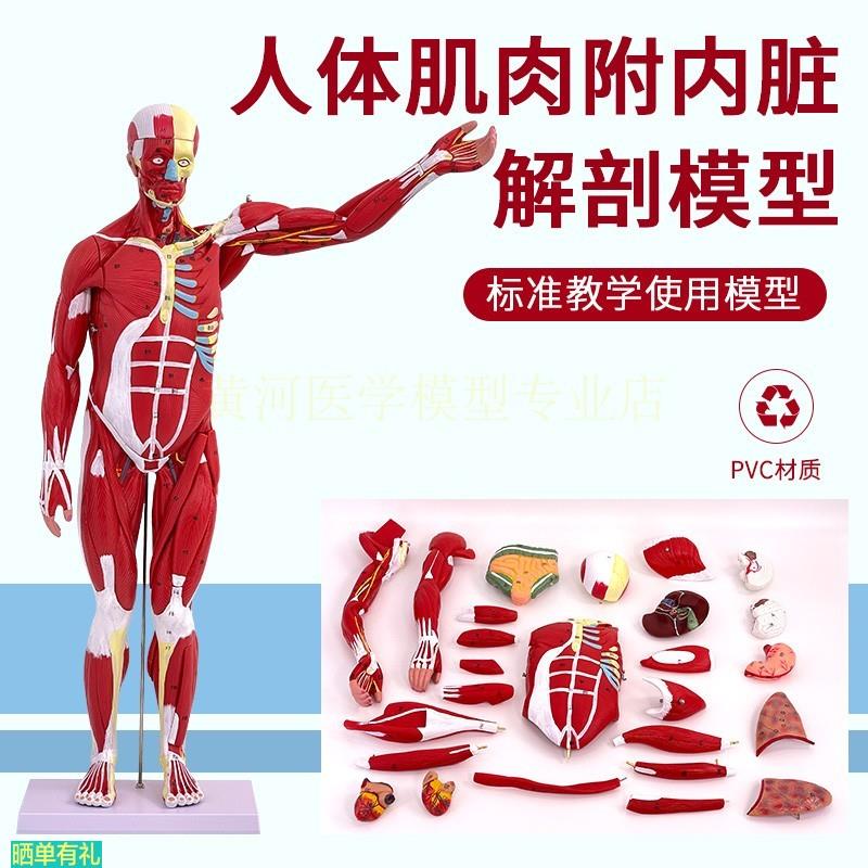 80CM人体全身肌肉解剖模型 可拆卸27件 人体肌肉构造演示模型