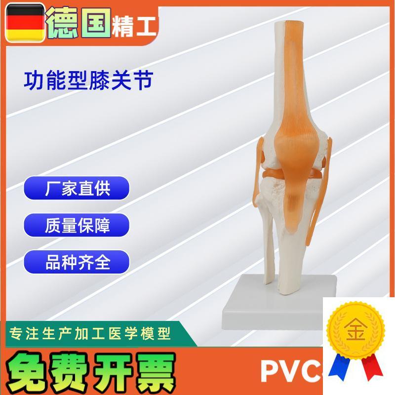 功能型膝关节模型人体膝关节E功能模型人体骨骼关节模型