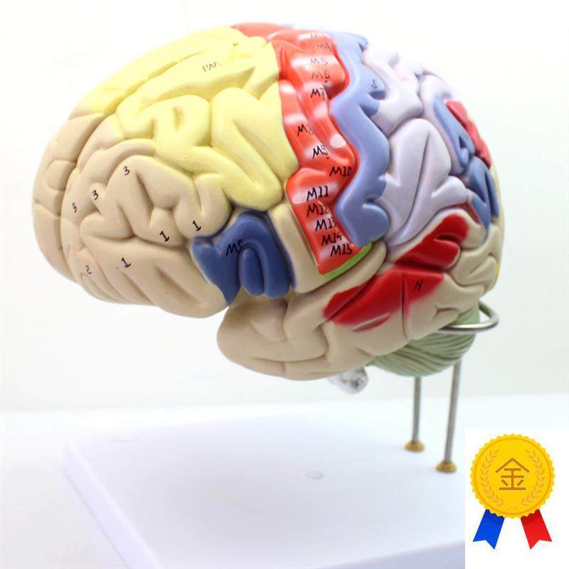 ENOVO颐诺医学大脑皮s层躯体运动人体大脑解剖模型心理教学躯干四