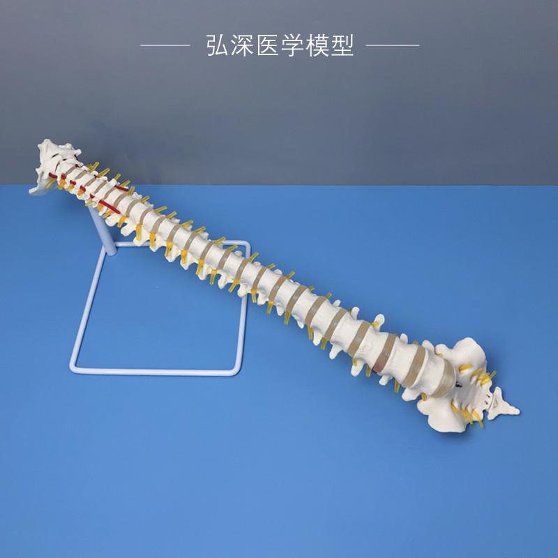 人体脊柱模型1比1脊椎尾骨骼可动弯曲颈胸腰椎间T盘颈动脉神经教