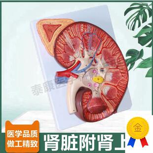 大型肾脏c解剖模型肾上腺输尿管肾单位肾小球病理尿液蛋白尿形成