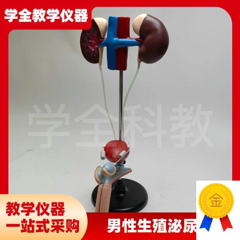 男性女性泌尿生殖系统模型肾脏解剖F模具膀胱输尿管结构立体教学