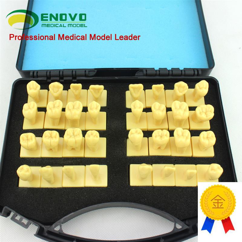 ENOVO颐诺口腔3倍雕牙指导模型牙颌面口腔教学U牙体形态解剖雕刻