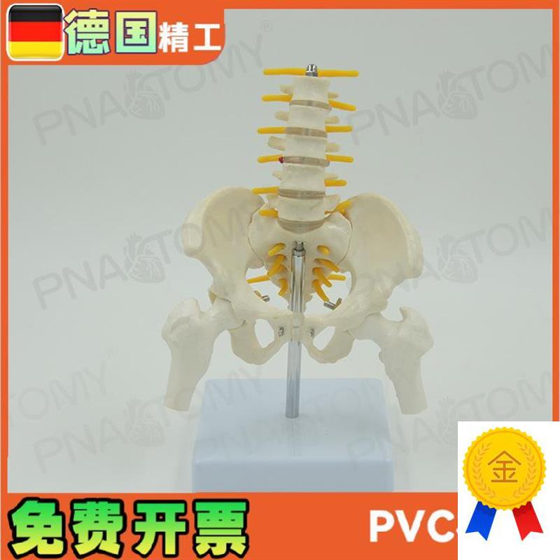 小型5节腰椎带骨盆股骨脊神经骨骼模型妇产R科骨科疼痛科标本