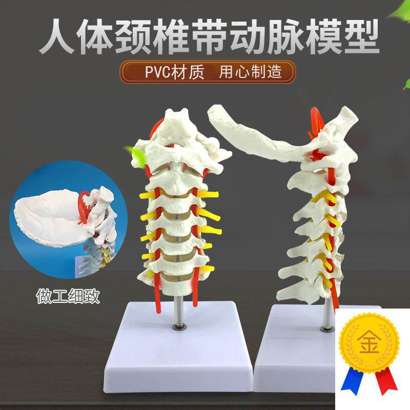 自然大人体颈椎带颈n动脉后枕骨椎间盘与神经骨科模型颈椎枕骨模