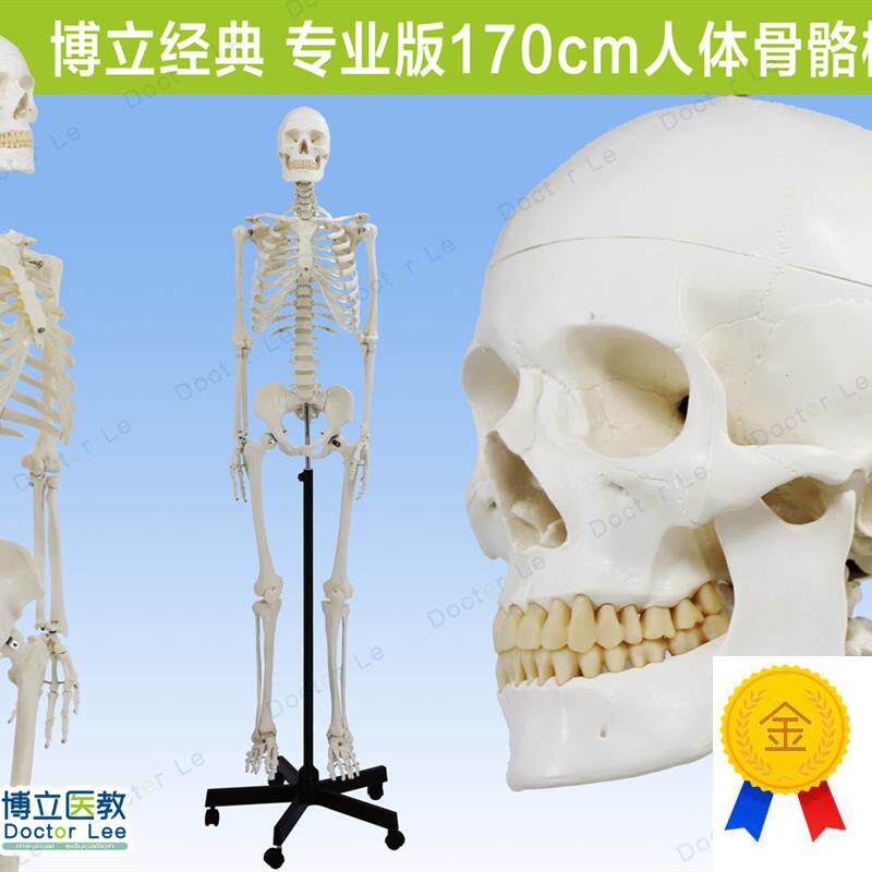 人体医用艺用骨架模型正骨骨科脊椎肌肉脊柱骷髅可X拆卸解剖骨骼