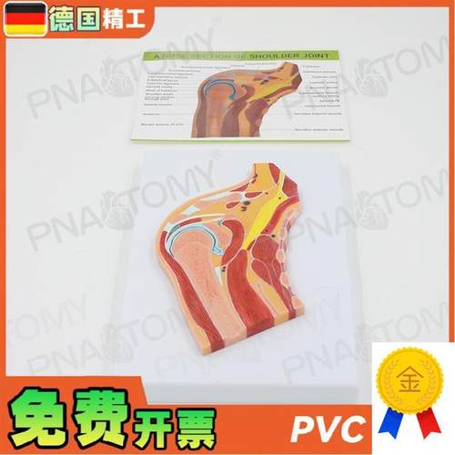 德国人体肩关节骨骼肌肉剖面球窝关节切v面MRI关节构造模型骨科疼
